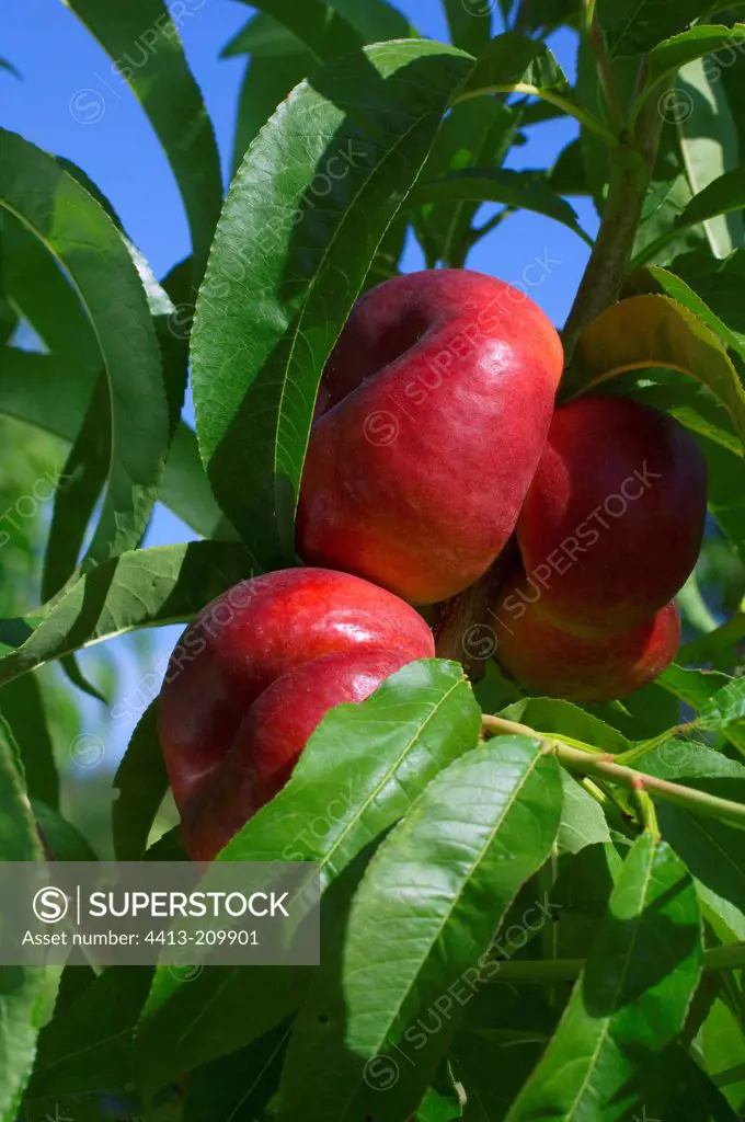 Nectarines 'Mesembrine' on the tree