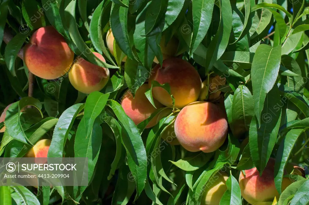Peaches 'Redheaven' on the tree