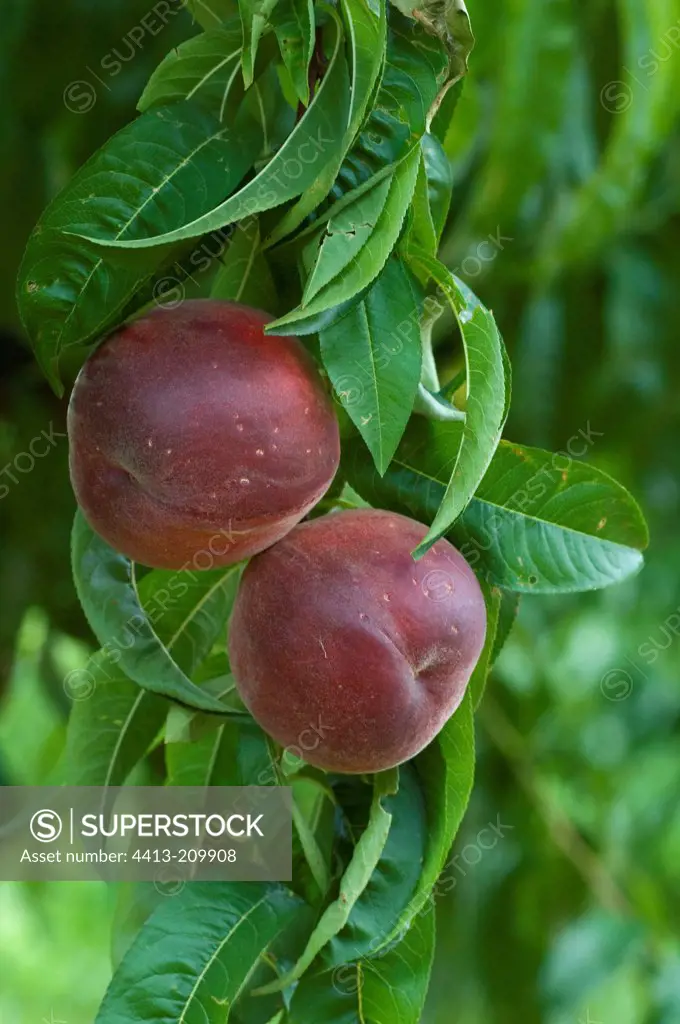 Nectarines on the tree