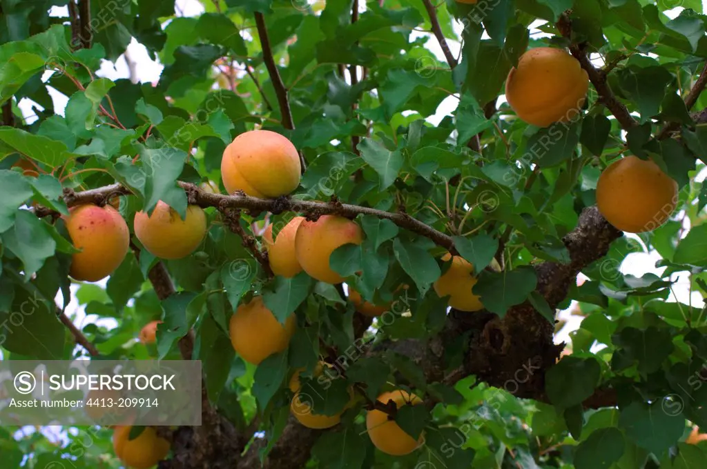 Apricots 'Polonais' on the tree