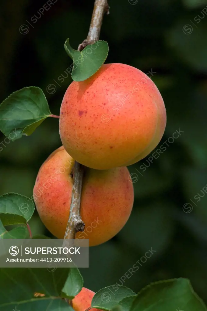Apricots 'Tardif de Tain' on the tree