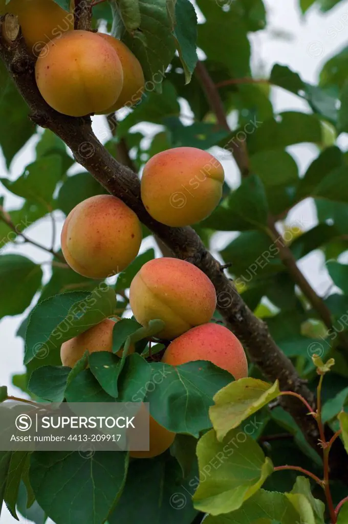 Apricots 'Tardif de Tain' on the tree