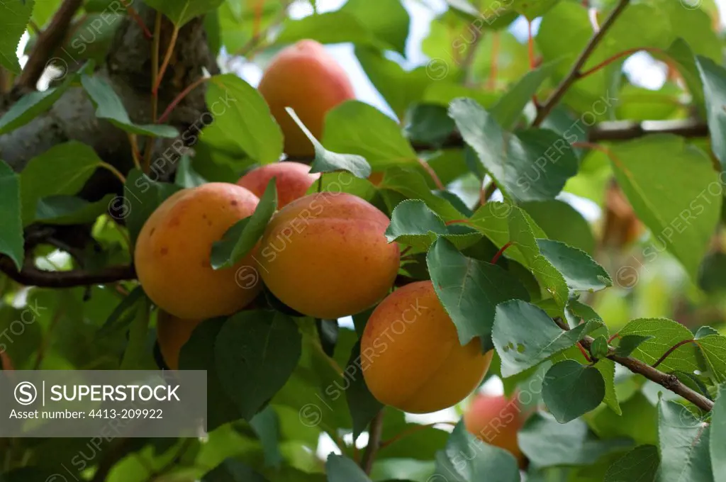 Apricots 'Rouge du Roussillon' on the tree