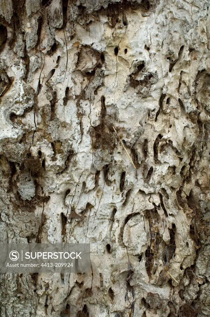 Bark of a tree infested of xylophagous larvaes