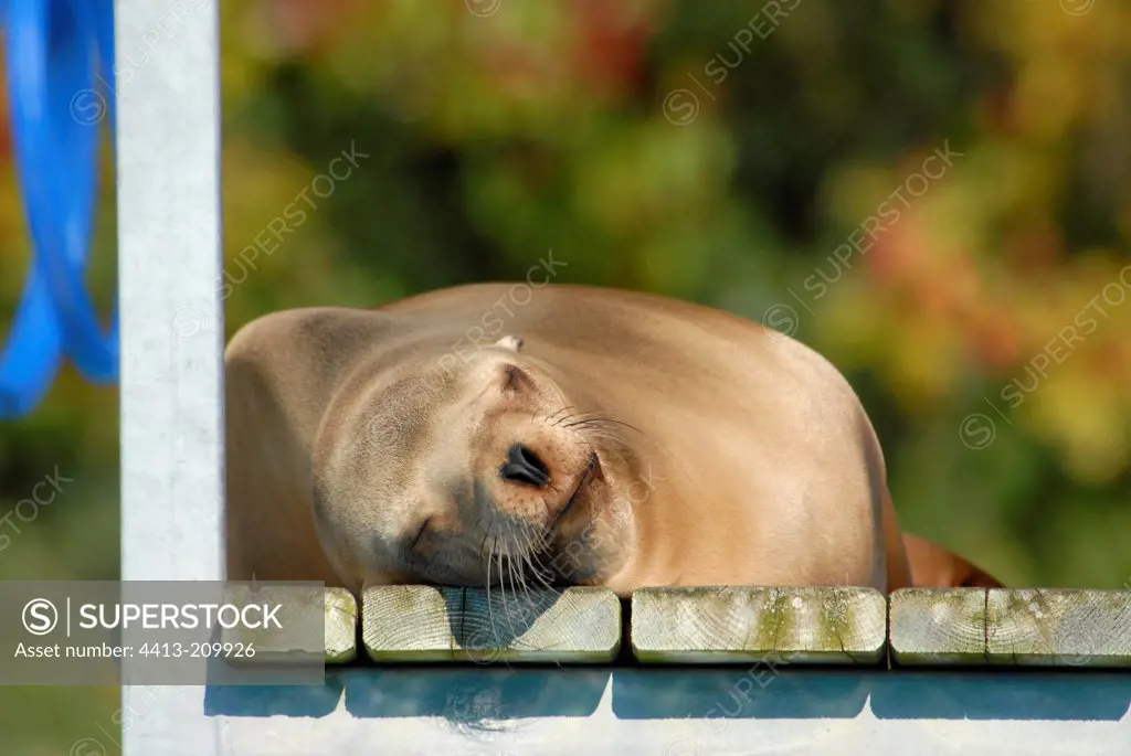 California Sea Lion sleeping in Beauval Zoo in France