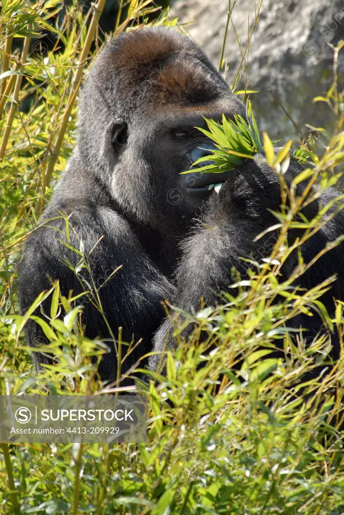 Gorilla of the western plains to Beauval Zoo in France