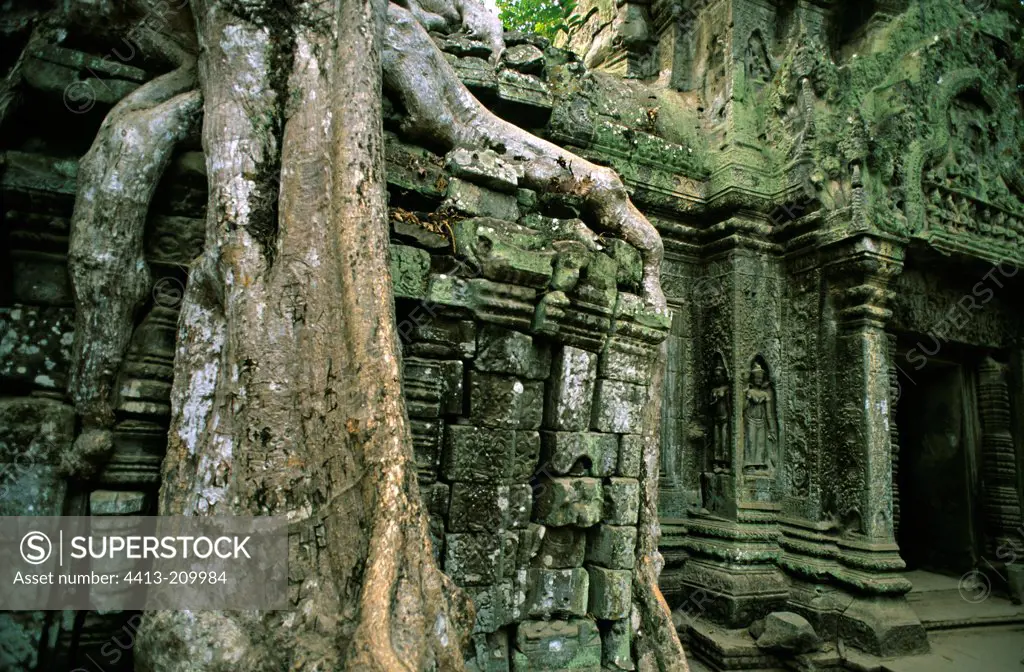 Tree roots imprisoning stones of the temple Cambodia