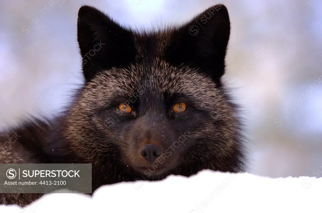 Red fox melanosis Zoo of Ranua Finland