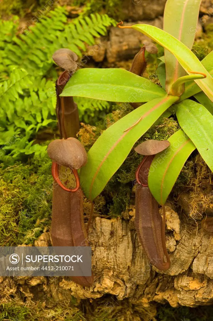 Urns of Nepenthes Pitcher Plant