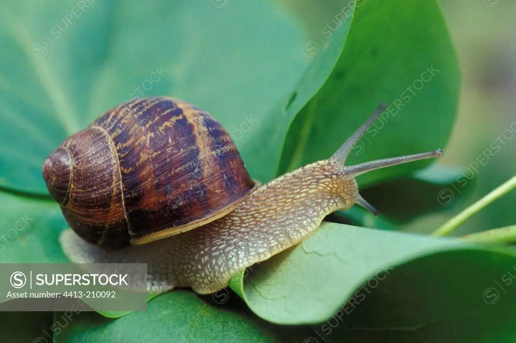 Burgundy Snail on a leaf