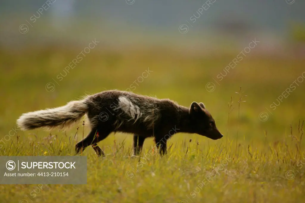Arctic Fox smelling at marks in a meadow Iceland