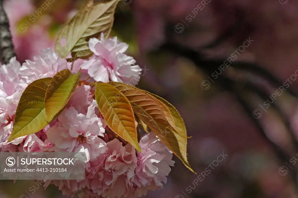 Flowers in a cherry blossom 'New Red'