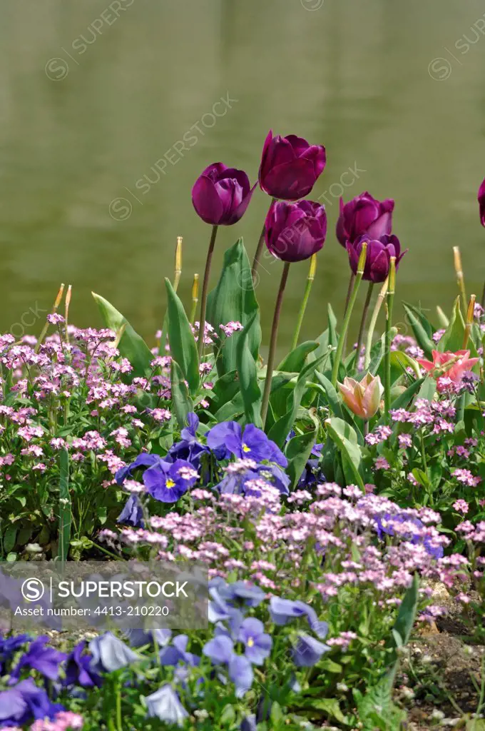 Tulips flourishing in Violets and Forget-me-not Alpine