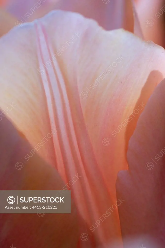 Detail of a petal pink to Tulipe