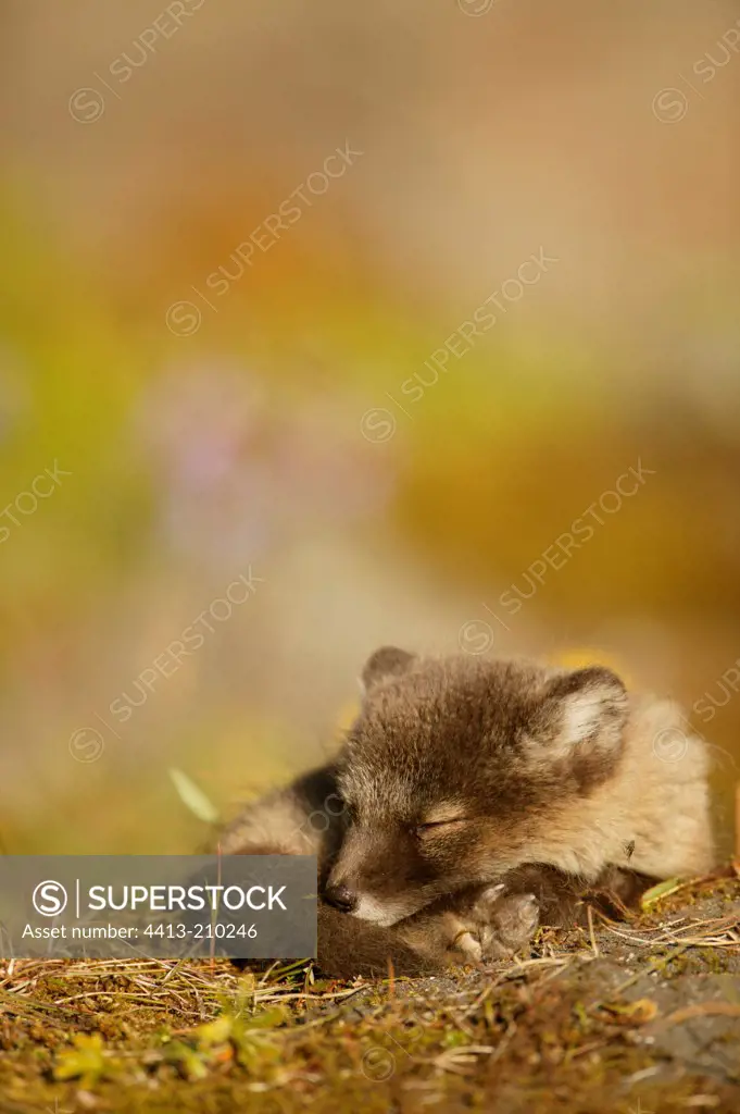 Arctic Fox cub snuggled down and asleep on moss Iceland