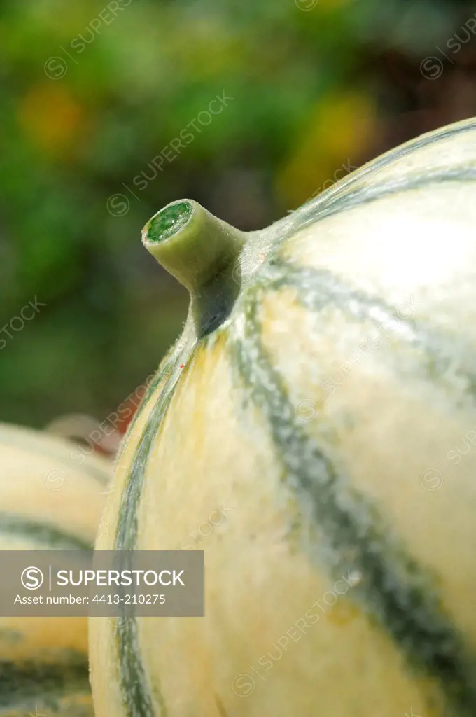 Cantalope in close-up France