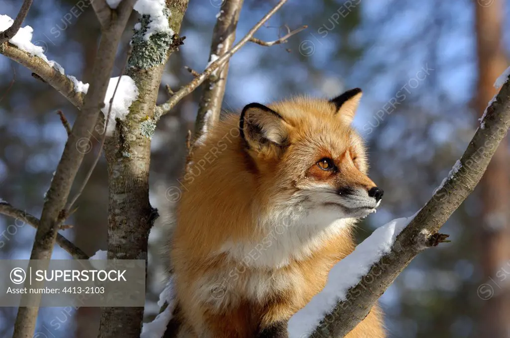 Red fox Zoo of Ranua Lapland Finnish