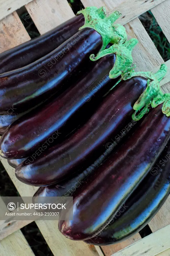 Eggplants in a tray in a kitchen garden France