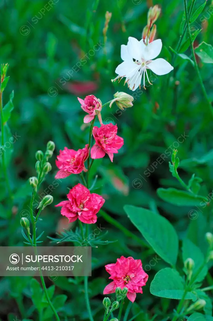 Clarkia and Lindheimer's beeblossom in bloom France