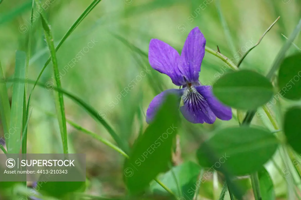 Flower blue violet wood in spring
