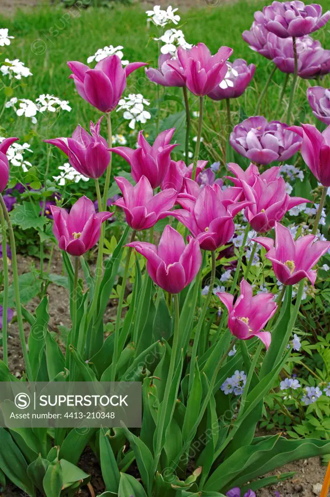 Lilac Time Tulips bloom in spring