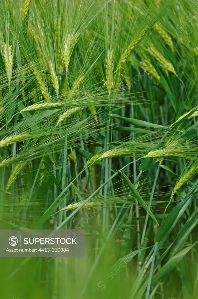 Wind blowing in the wheat Green