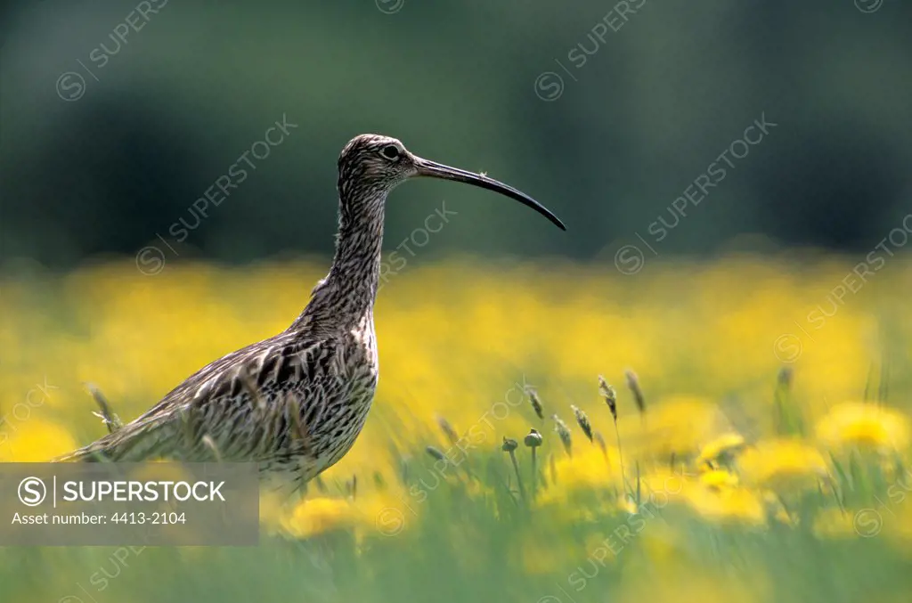 Eurasian Curlew on its site of nesting in spring France