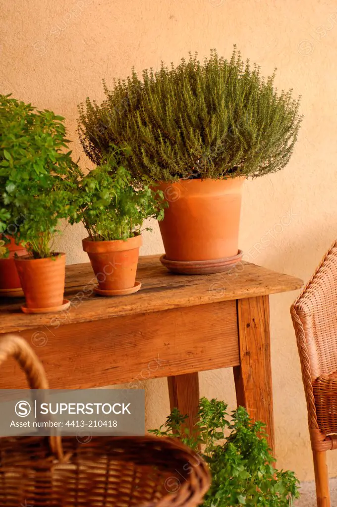 Garden thyme and Sweet basil in pot on a table France