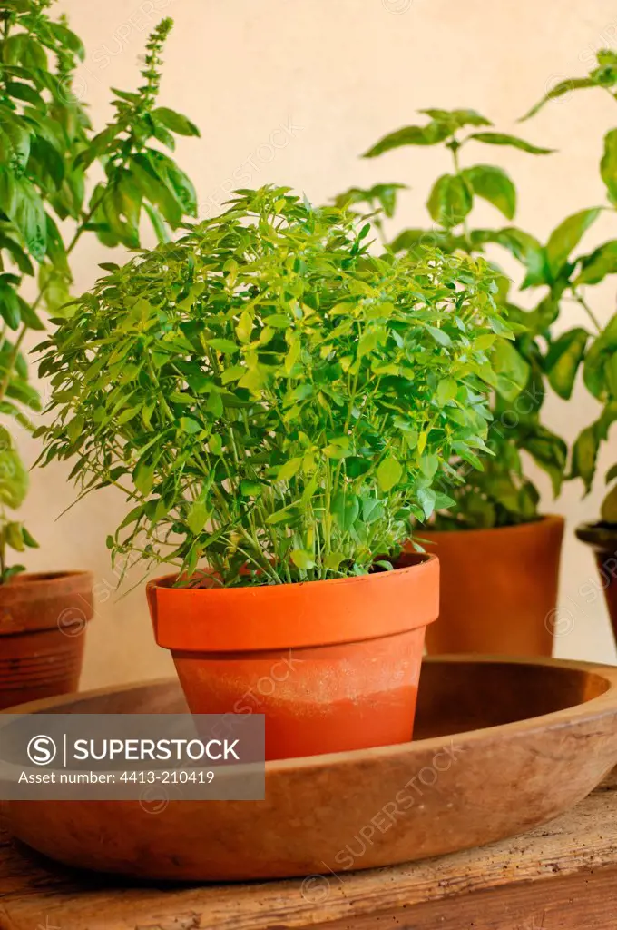 Sweet basil in pot on a table France
