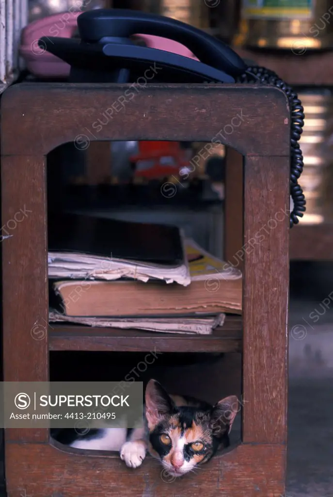 Tri-colored she-cat lie down in a piece of furniture Burma