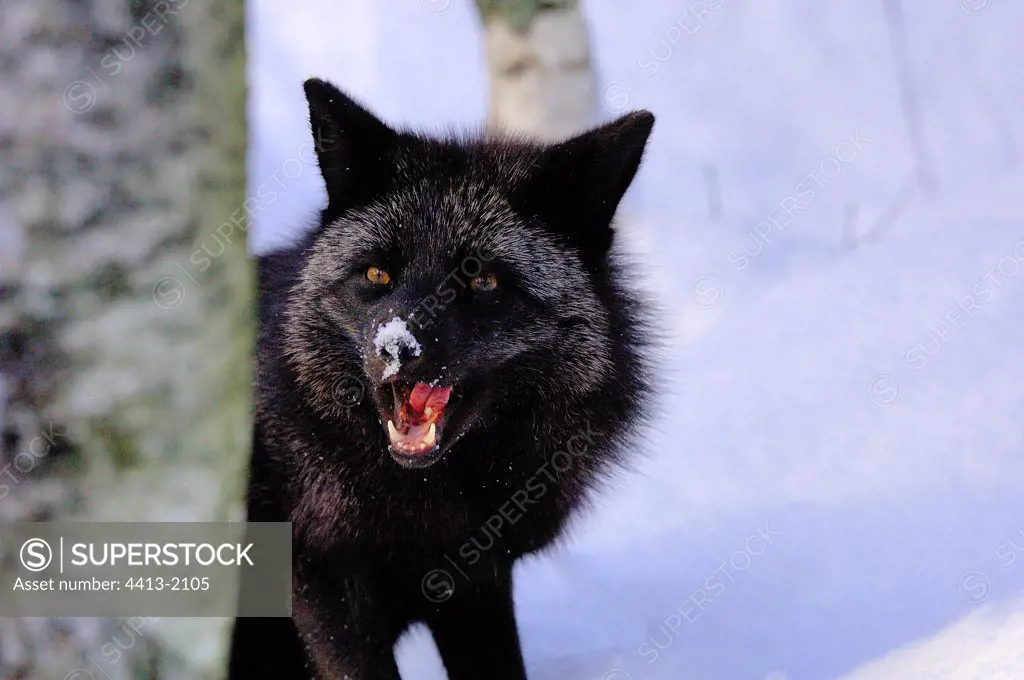 Red fox melanosis Zoo of Ranua Lapland Finnish