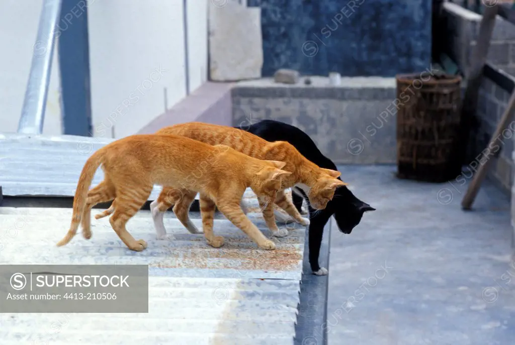 Cats preparing to jump onto a terrace Burma