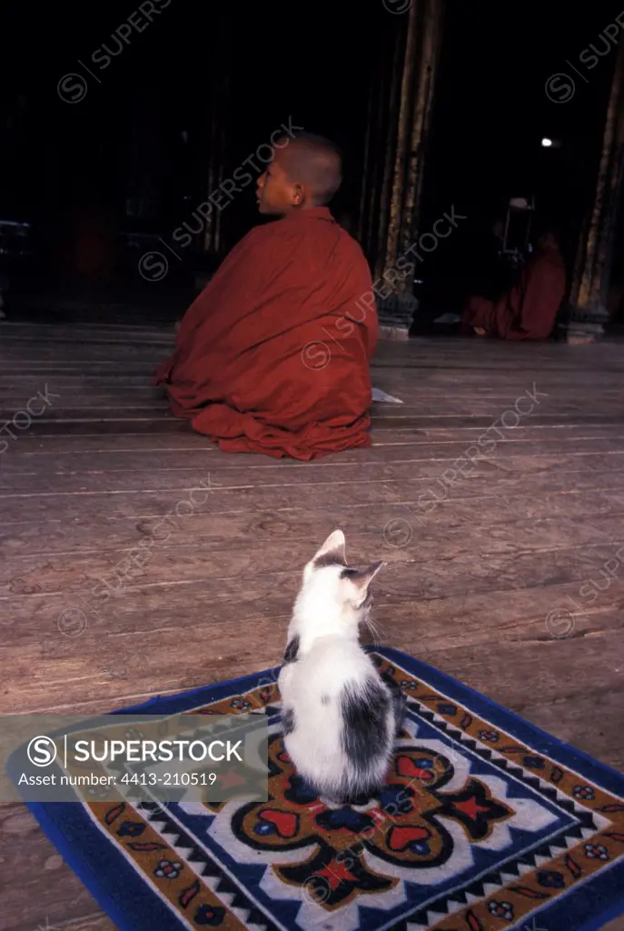 Young monk and kitten sit in a temple Burma