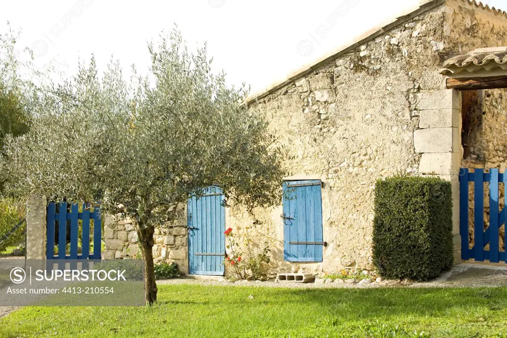 African olive in front of a house with blue shutters France