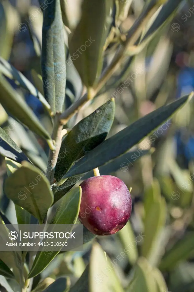 African olive leaves and olive on tree Provence France