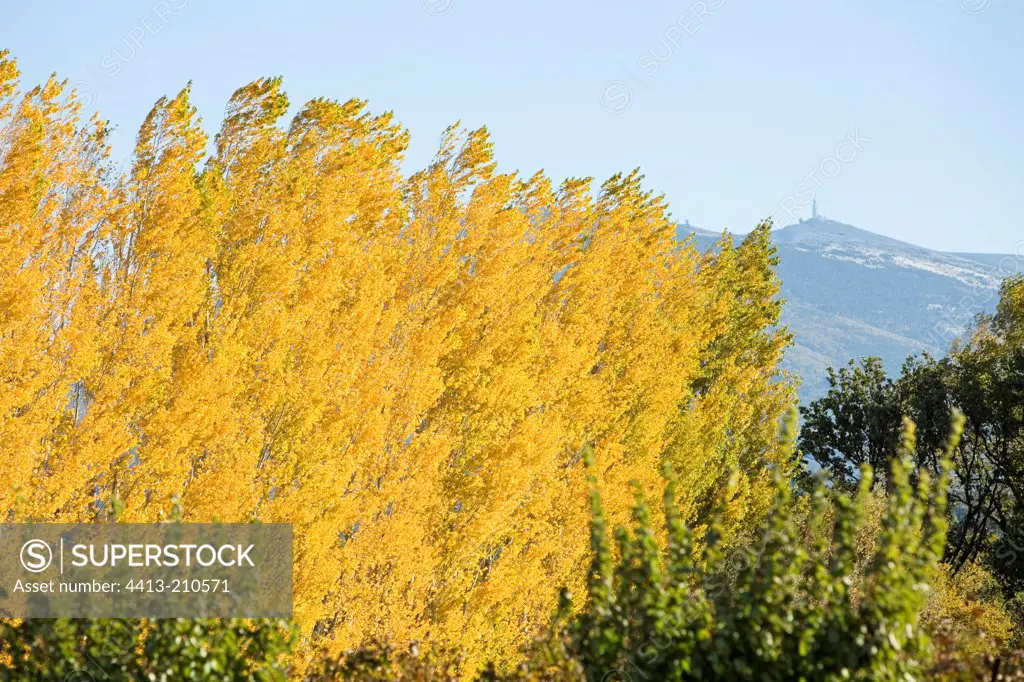 Poplars with yellow leaves in front of Mount Ventoux France