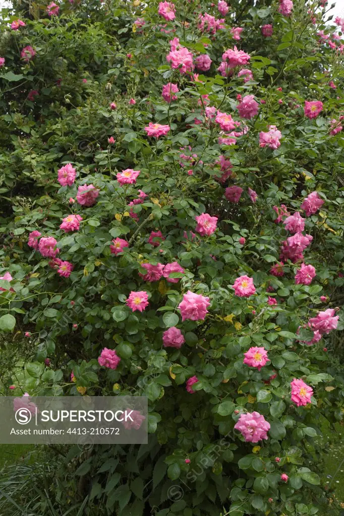 Rose ""Chaplin's Pink Climber"" in may France