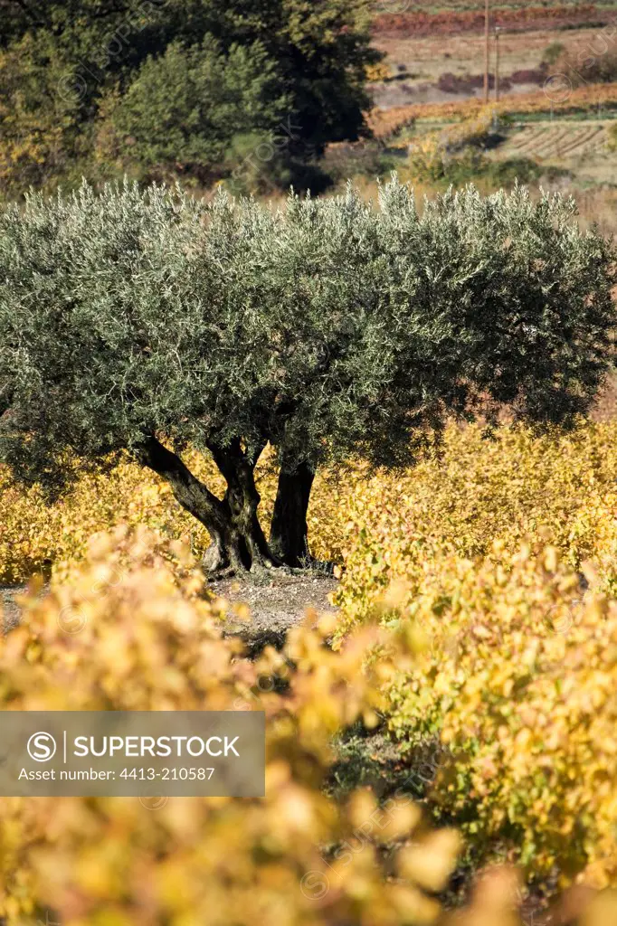 Olive tree in the middle of a vineyard France
