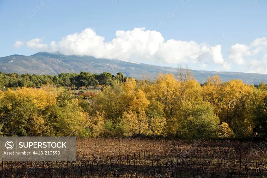 Vineyard and Poplars in front of the Mount Ventoux France