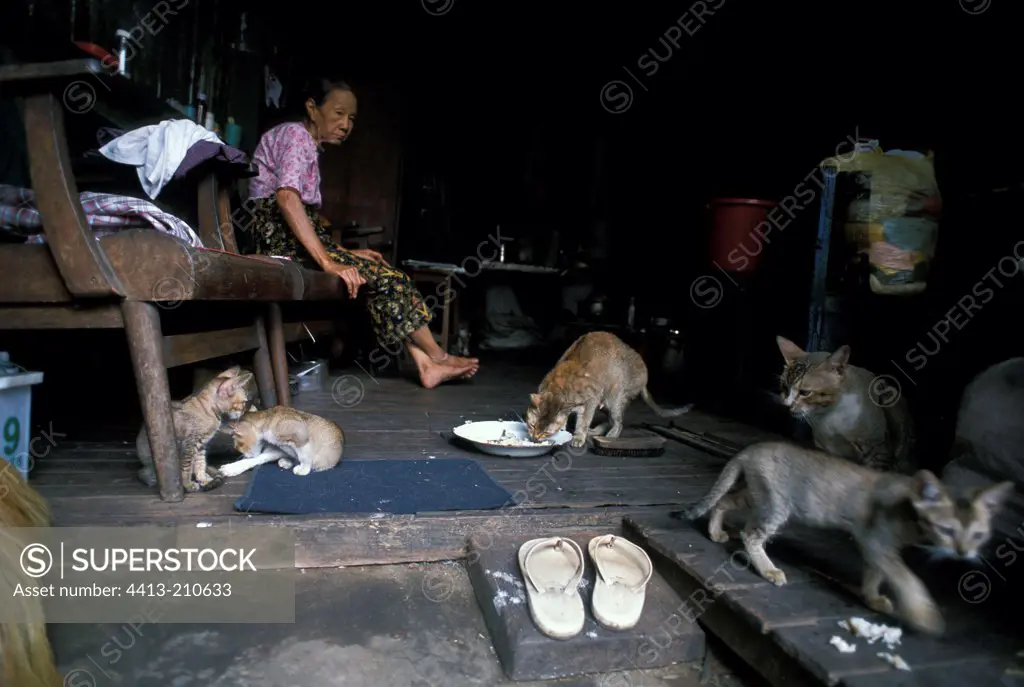 Young cats welcoming by an elderly woman Burma
