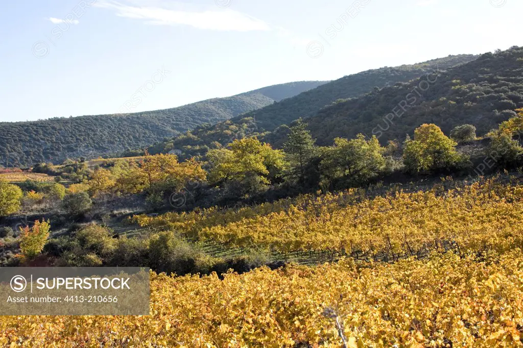 Vineyard in automn Provence France