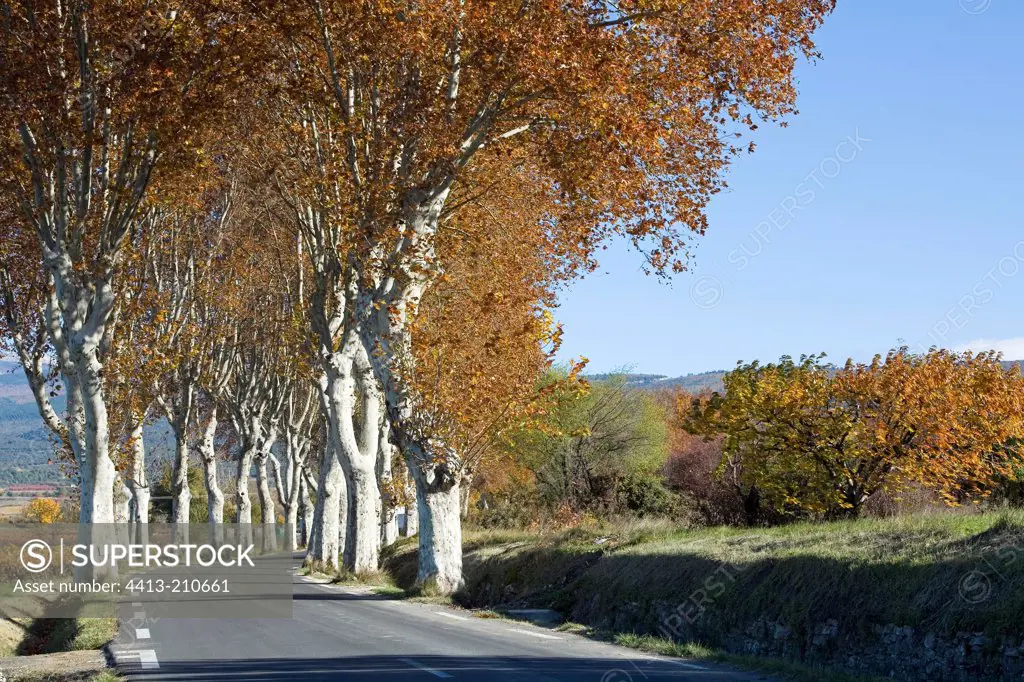 Route lined with plane trees in autumn France