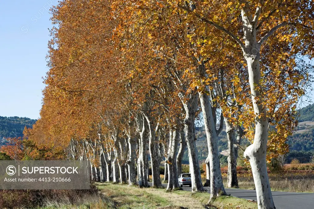 Route lined with plane trees in autumn France