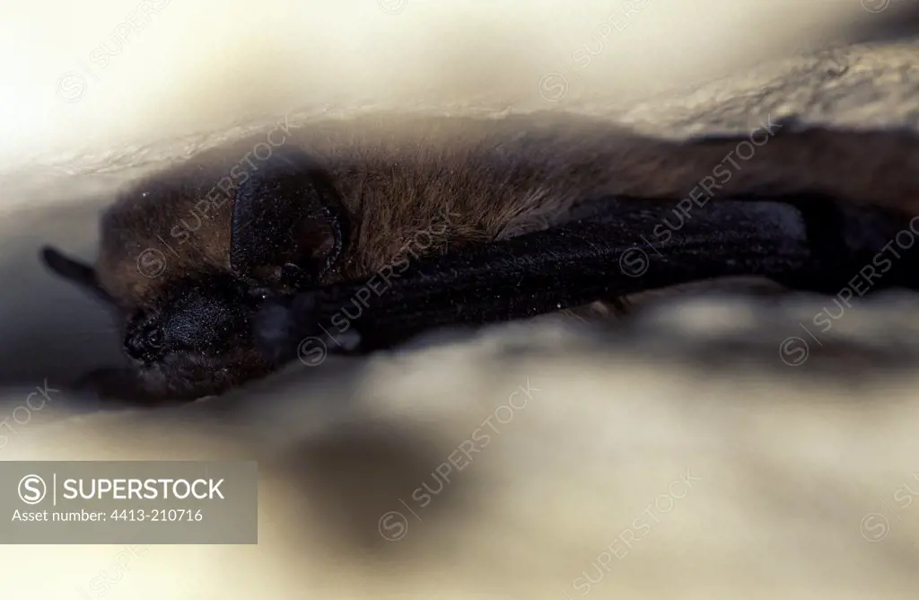 Common Pipistrelle hibernated on a rock crack
