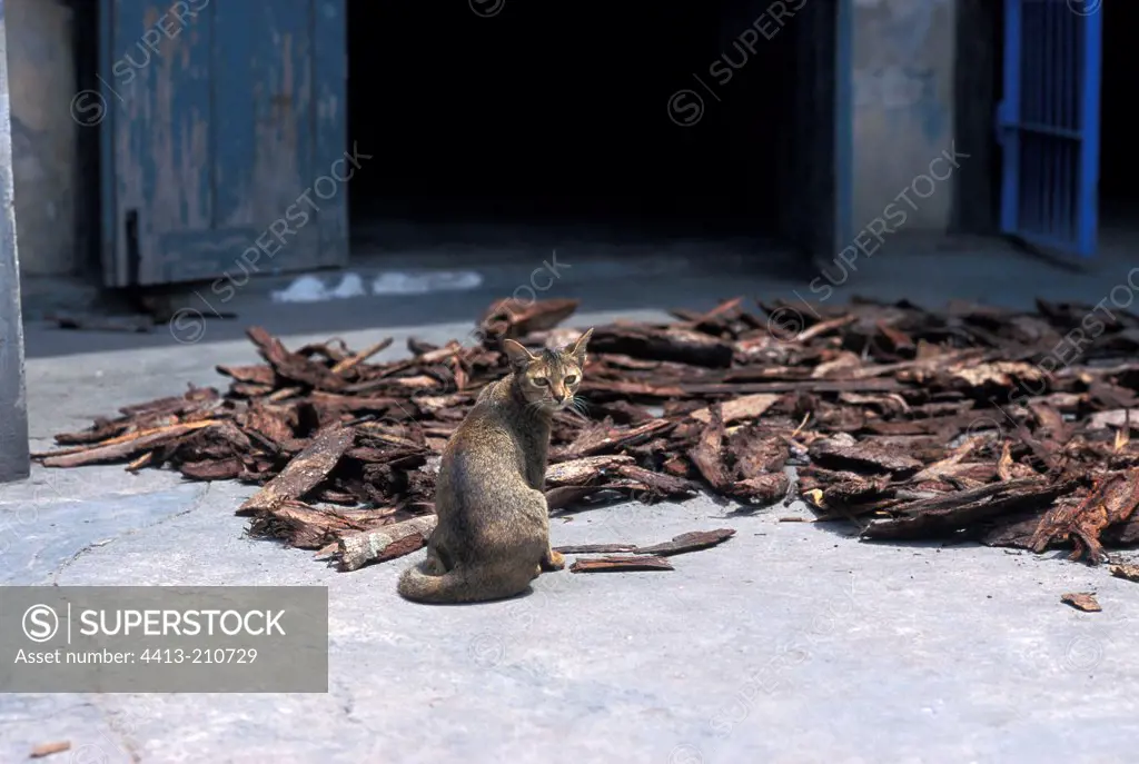 Cat in front of a stockpile of wood on the ground Burma