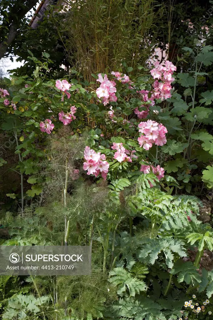 Rose ""Marguerite Hilling"" Fennel ""Purpureum"" and Melianthus