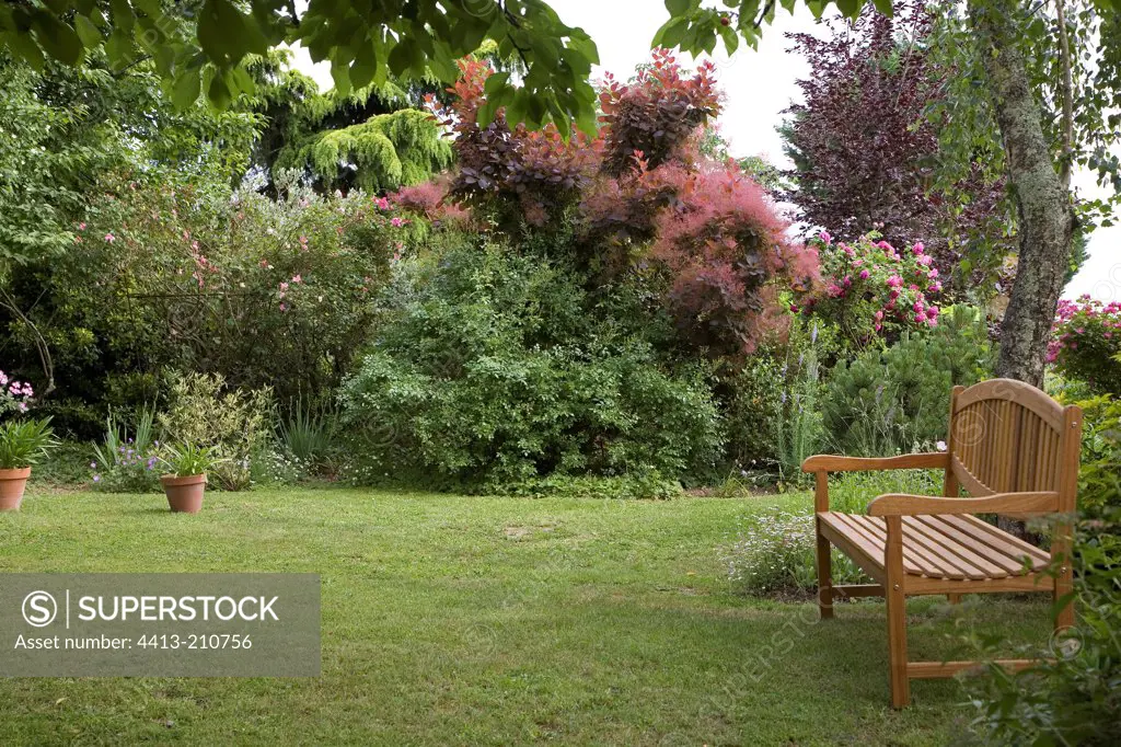 Wood bench and Smoketree ""Grace"" in garden France