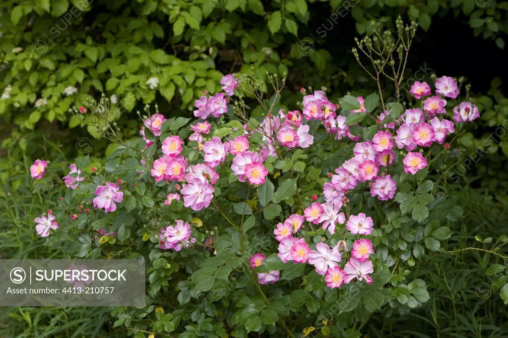 Rose ""Yesterday"" in may Jardin du fond de l'or France