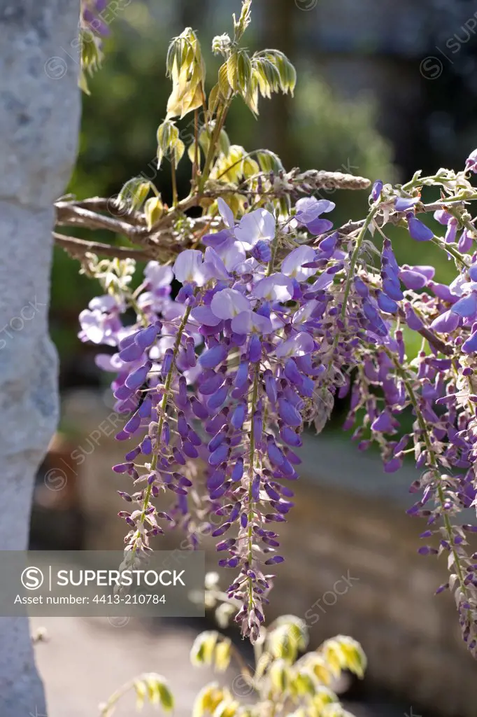 Chinese Wisteria flowers in April France