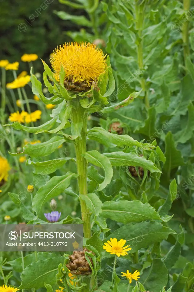 Yellow Knapweed flower in spring